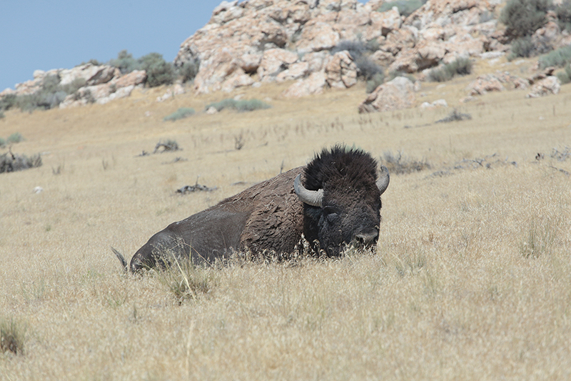 Bison : Antelope Island : Utah : Landscape Photos : Richard Moore : Photographer